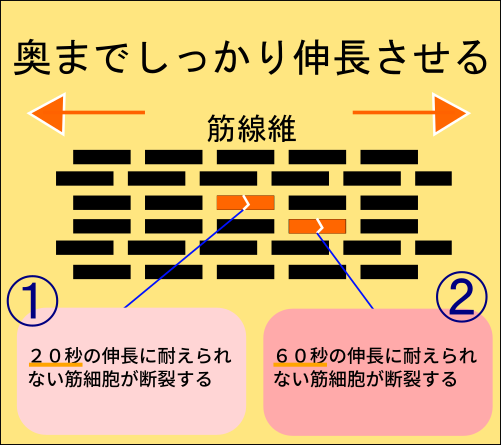 筋肉を奥までの伸ばすストレッチ