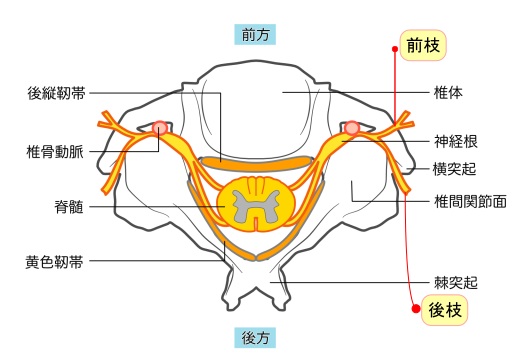 椎体前枝後枝
