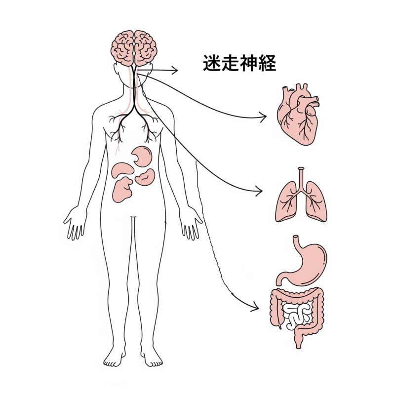 迷走神経のイラスト