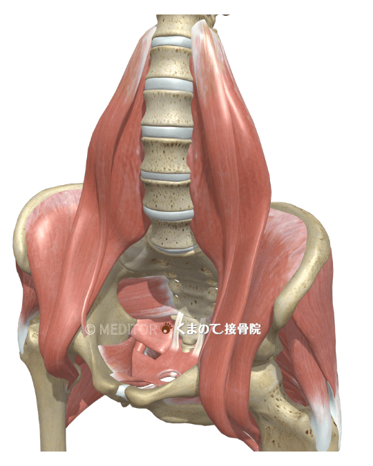 腸腰筋イラスト